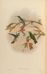 Coeligena hemileuca = Lampornis hemileucus